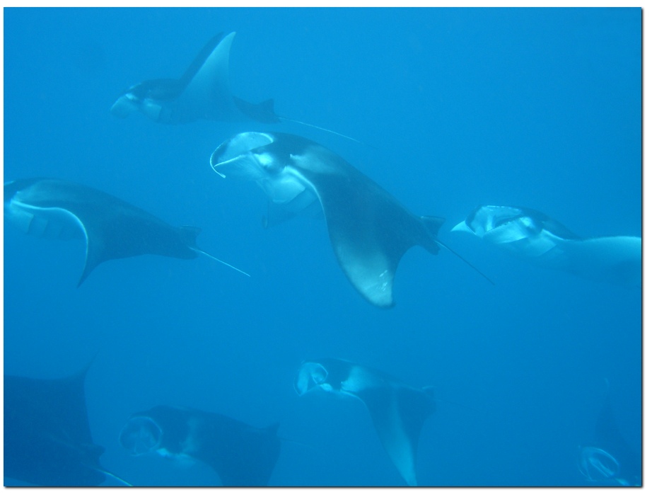 Photo of Mantas