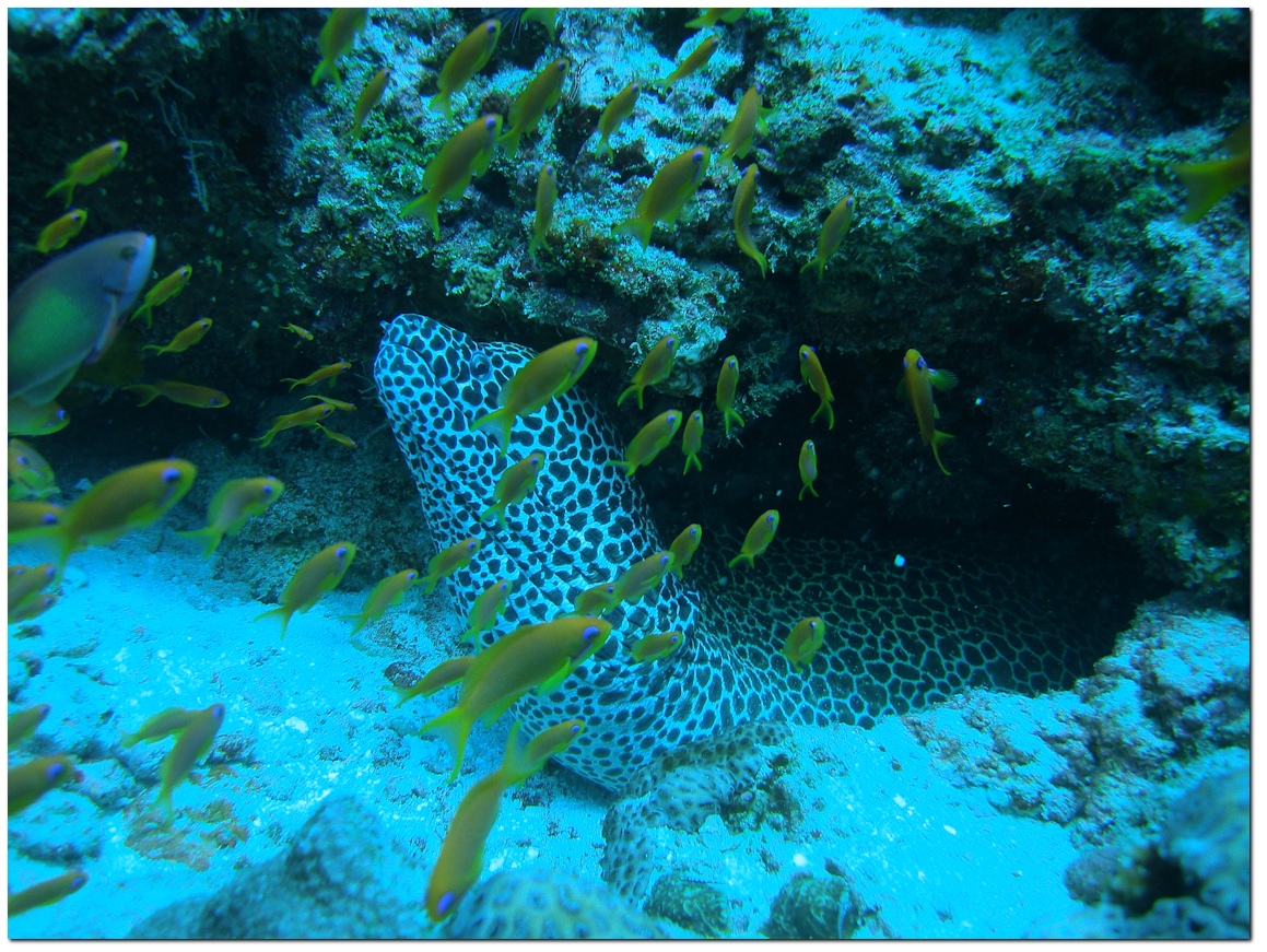 Photo of Honeycombe Morey Eel